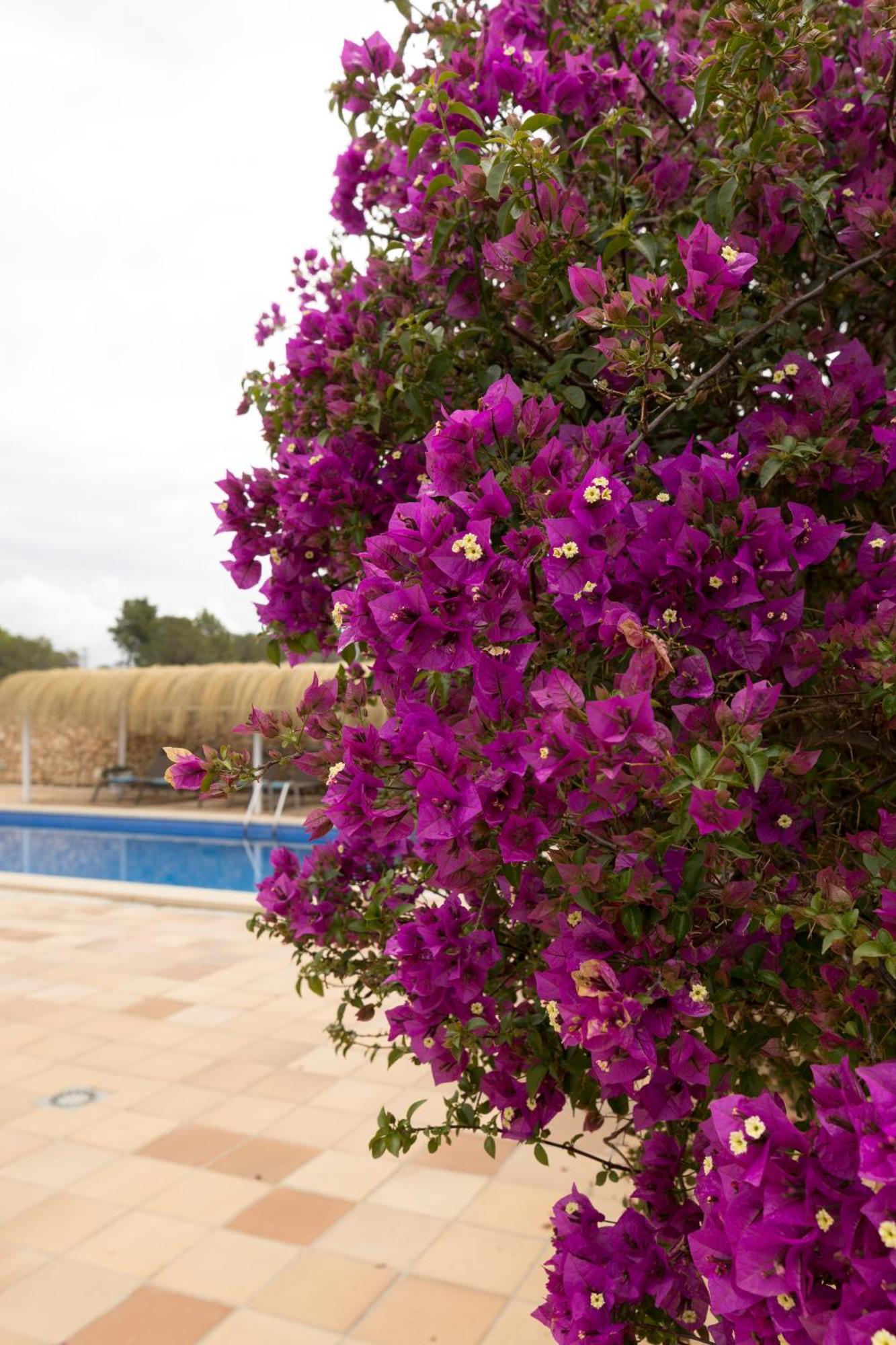 Villa Mestral Alcúdia